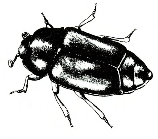 Top view of beetle with short wings closed has torpedo shape. Jointed, pale legs pointed at tips. Shadings suggest glossy appearance. Black and white art.