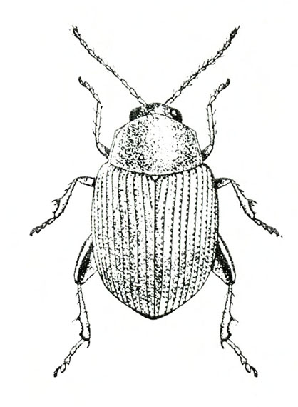 Top view of beetle with six legs, two thin antennae, and ridged, leathery wing covers folded over back, Black and white art.