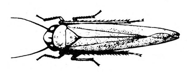 Top view of narrow insect with wings folded, showing three pairs of legs and two antennae. Black and white art.