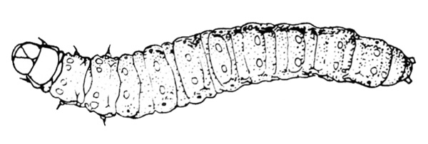 Fat, mature larva in top view, slightly rounded at both ends. Black and white art.