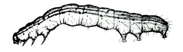 Side view of worm with arched back. Several lines extended down length of body. Front legs and back prolegs shown. Very small head. Black and white art.
