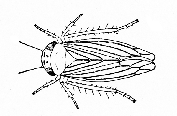 Top view of insect with slender, veined wings folded over back. Two long back legs and two pairs of short front legs are bristled. Black and white art.