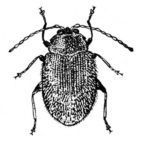 Top view of oval beetle with six legs, two antennae, and ridged, wing covers folded over back. Black and white art.