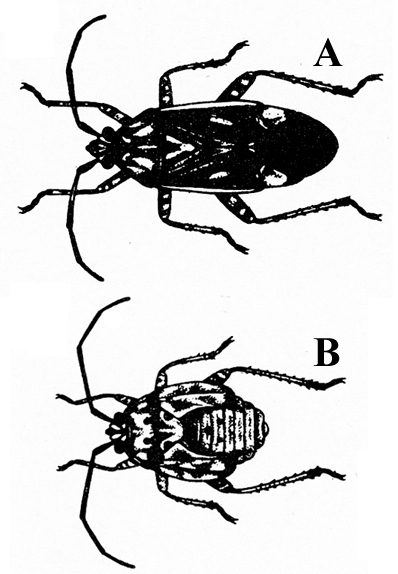 Top view, labeled A, is mostly shaded black. Wings folded, with body profile of a cockroach. Nymph below, labeled B, has much shorter body. Black and white art.