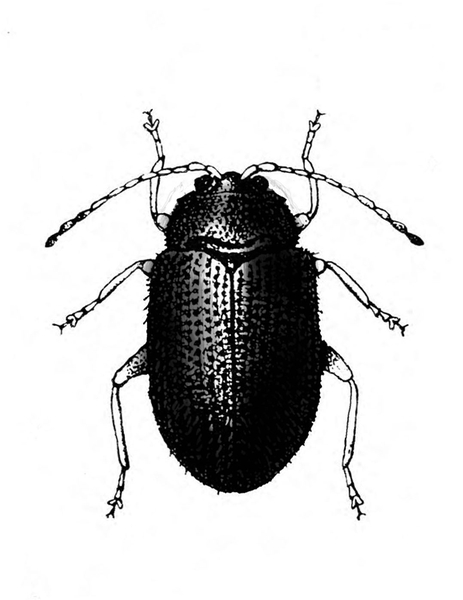 Top view of dark, oval beetle with six legs, two antennae, and ridged wing covers folded over back. Three pairs of legs and two antennae. Black and white art.