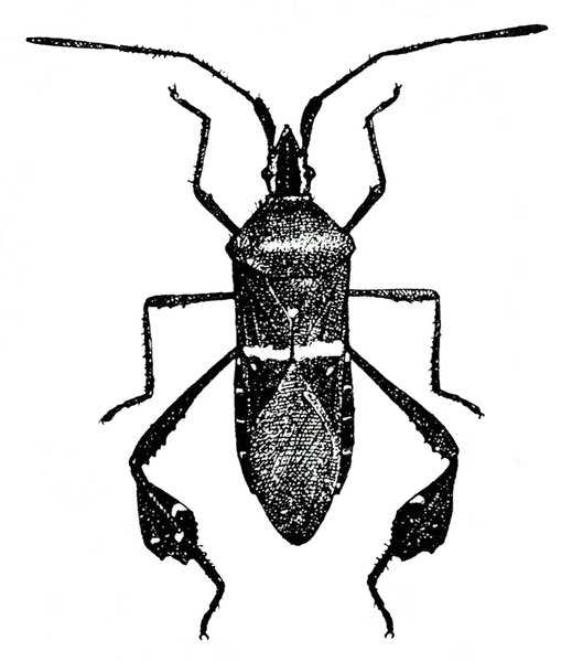Top view of slender-bodied, dark insect with horizontal white line visible across folded wings. The two bowed back legs are wide and flat. Black and white art.