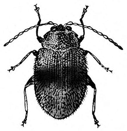 Top view of oval beetle with six legs, two antennae, and ridged wing covers folded. Dark band across middle of back. Black and white art.