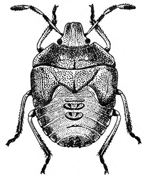 Top view of nymph showing wide, rounded body. Less shield-shaped than adult, with thicker legs and antennae and more prominent, beady eyes. Black and white art.