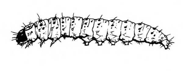 Side view of slender caterpillar with legs, prolegs, and dark head. Tapered at rear. Tiny spots and short, fine hairs all over body. Black and white art.