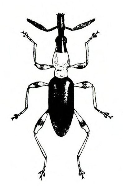 Long, slender, antlike insect with black snout, antennae and lower body; white thorax; and 3 pairs of white legs with dark spots. Black and white art.