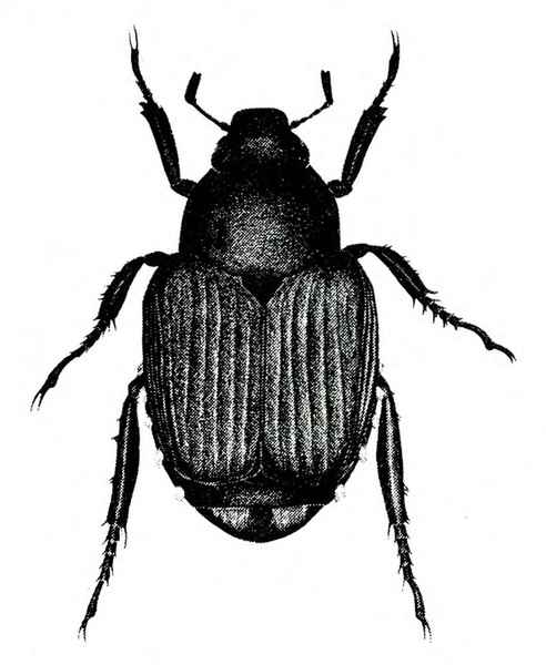 Top view of dark beetle with ridged, leathery wing covers folded over back, six legs, and two club-shaped antennae. Black and white illustration.
