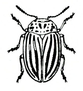 Top view of oval beetle. Prominent longitudinal stripes on folded, outer wing covers. Various dark spots on area behind head. Black and white art.