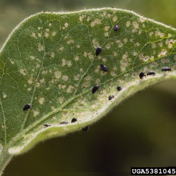 Single eggplant leaf, slightly curled inward lengthwise. Dotted by many tiny, glossy-black flea-like beetles. Surface is heavily pitted with small, pale spots.