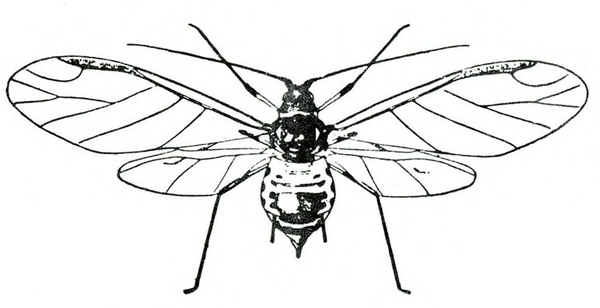 Top view of stubby-bodied aphid with clear, thin wings spread. Black-and-white line art.