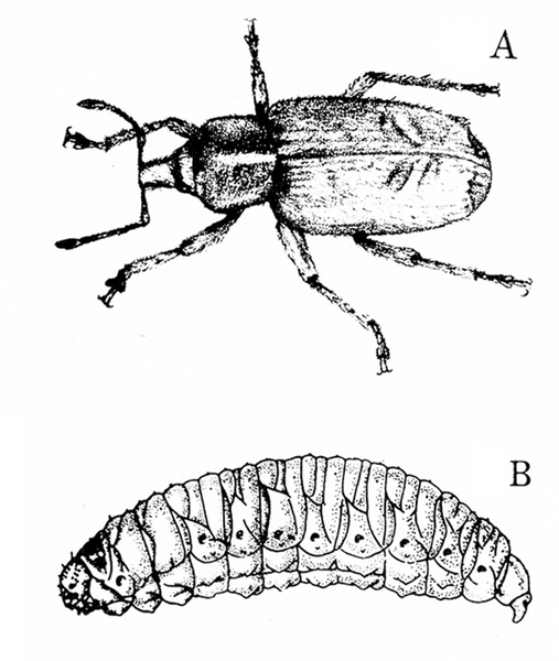Weevil with stubby snout and elbowed antennae, at top, labeled A. Wing covers folded. Image below, labeled B, is side view of plump, wrinkled, legless grub.