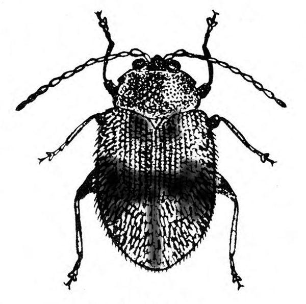 Top view of oval beetle with six legs, two antennae, and ridged wing covers folded. Bowtie-shaped dark band across middle of back. Black and white art.