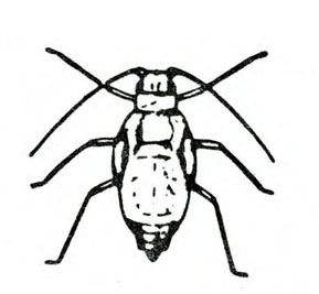 Top view of oval-bodied nymph showing six legs and two antennae. Wing buds present. Black and white art.