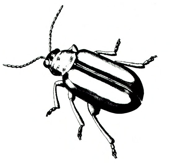 Top of elongate beetle with six legs, two antennae, and dark, folded wing covers. Light, wide vertical stripe down middle of both wings. Black and white art.