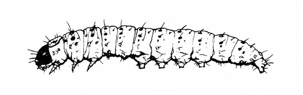 Side view of caterpillar’s tubular body, showing legs and prolegs, dark head, and delicate bristles on body. Tapered at rear. Black and white art.