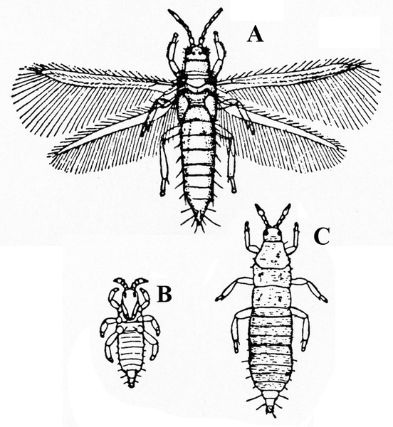 Adult, at top, has spindle-shaped body and two pairs of fringed, narrow wings. Two larvae below (smallest on left) are wingless with body similar to adult’s.