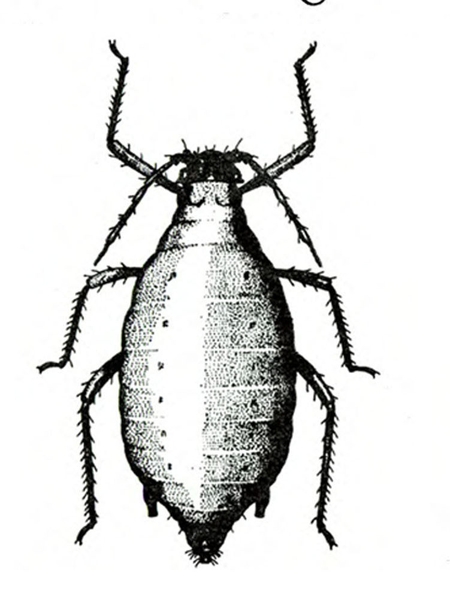 Top view of aphid has grenade shape, with slightly pointed cauda at tip of abdomen flanked by 2 short cornicles. Two dots on each segment. Black and white art.