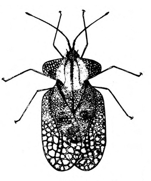 Top view of adult with paddle-shaped forewings folded straight back over body with many cells that suggest transparent lace. Black and white art.