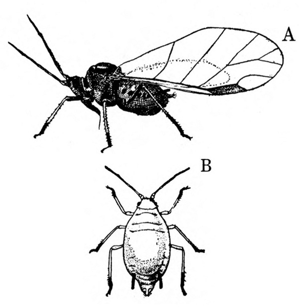 Side view of adult at top, with long, veined, transparent wings swept back beyond abdomen. Top view of wingless nymph below. Black and white art.