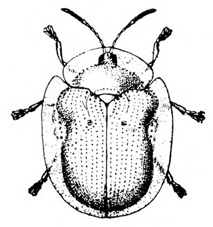 Top view of round insect with wing covers folded over back. Transparent body cover apparent around edges. Black and white art.