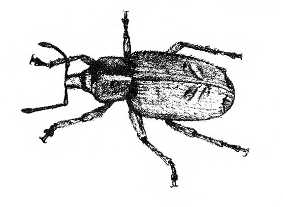 Top view of weevil with stubby snout with elbowed antennae. Vertical stripe on thorax. Wing covers folded. Delicate V marks on each. Black and white art.