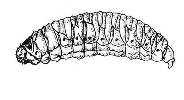 Side view of short, plump, wrinkled, legless grub. Dots on sides of segments are spiracles. Tapered at last body segment. Black and white art.