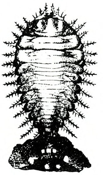 Top view of upside-down teardrop-shaped body with bristled spikes extending from every segment. Dark triangle at base is feces mass. Black and white art.