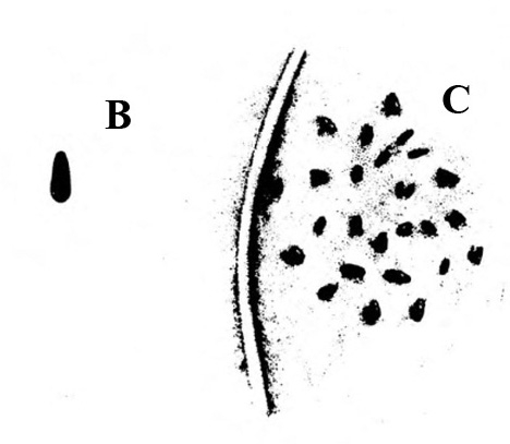 Black dot about shape of the flea beetle, at left, labeled B. About two dozen black, irregularly shaped spots near leaf midrib, at right, labeled C.