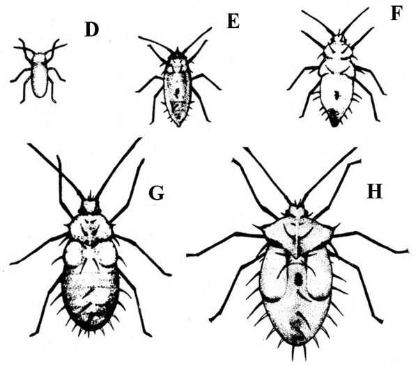 Five stages of nymphs labeled D, E, F, G, and H, from smallest to largest. First three stages on top row; two largest below. Black and white art.