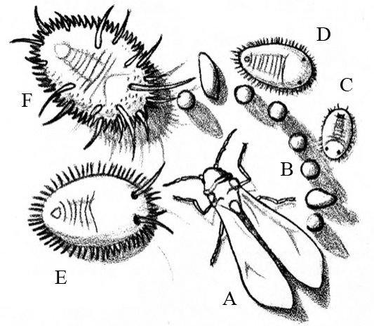 Composite black-and-white drawing. Top view. Pupa at upper left, large nymph at lower left, younger nymphs and eight eggs at upper right, adult at lower right.