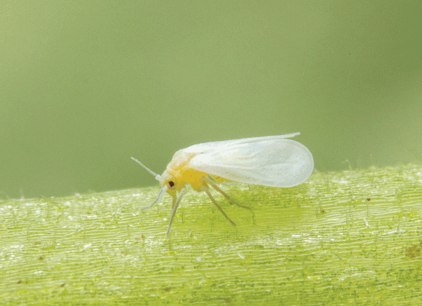 small fly with white wings