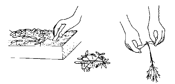 drawing of removing seedlings from trays