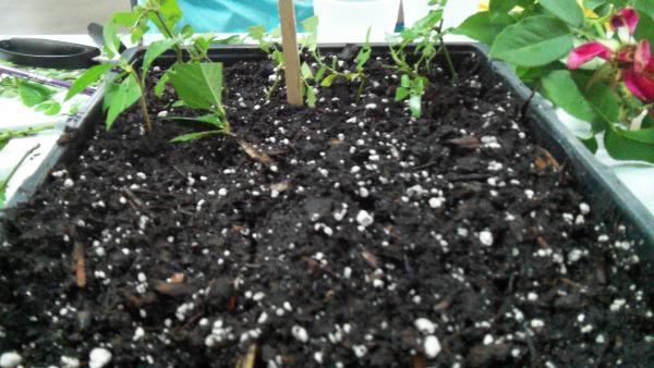 cuttings planted in small flat container