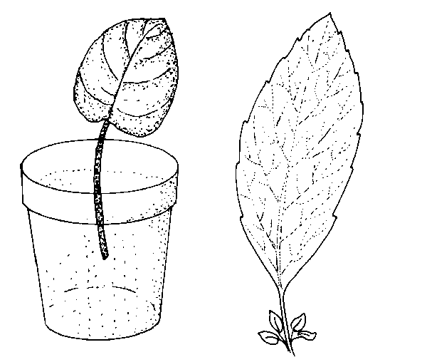 Drawing of leaf cuttings