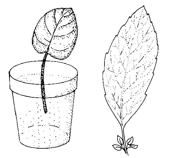 Propagation Definition Anatomy 