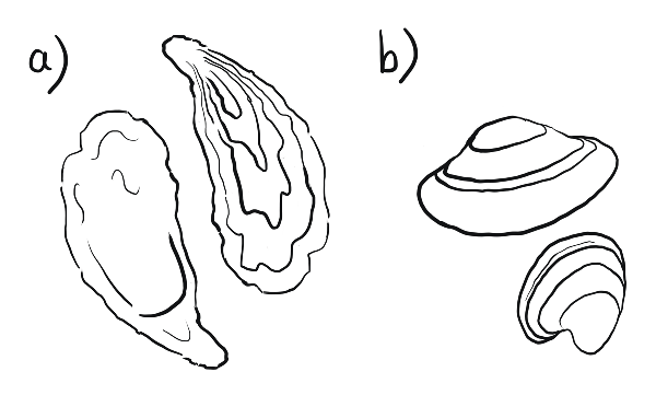 Oysters have a tear-drop shape. Clams are compact and rounded.