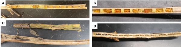 Thumbnail image for Garden Cleanup for Pollinators: Trim Perennial Stems in Their First Winter