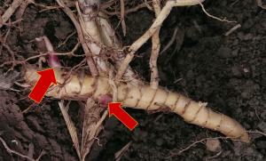 Rhizome with red arrows pointing to nodes