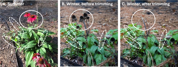 photographs of a purple coneflower plant in summer and winter showing old stems from the previous season and stems to be trimmed