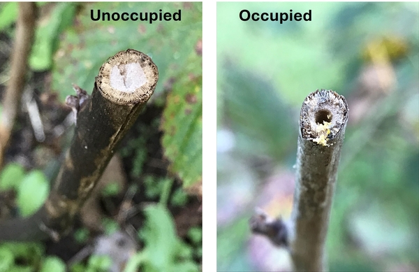 photographs of the cut ends of stems that do and do not show evidence that bees are present