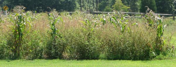 weeds between corn plants