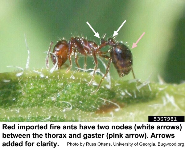 Photo of fire ant with arrows to the two nodes and the gaster