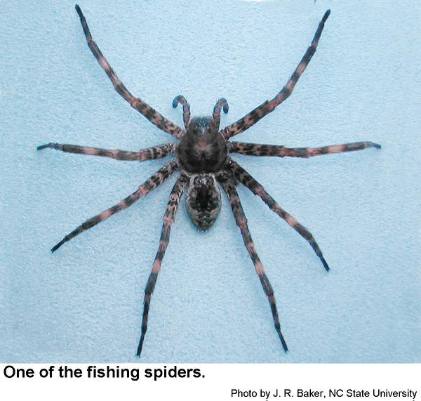 wolf spider with babies in pool