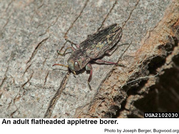Chrysobothris beetle
