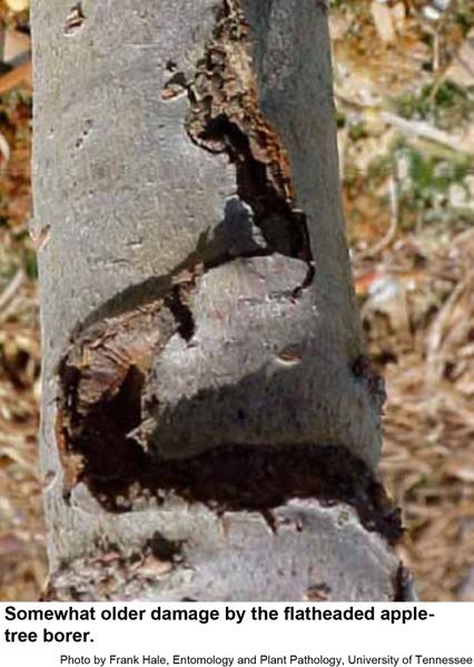Flatheaded borers cause the bark above their tunnels to die