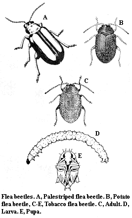 Flea beetles. A. Palestriped flea beetle. B. Potato flea beetle.